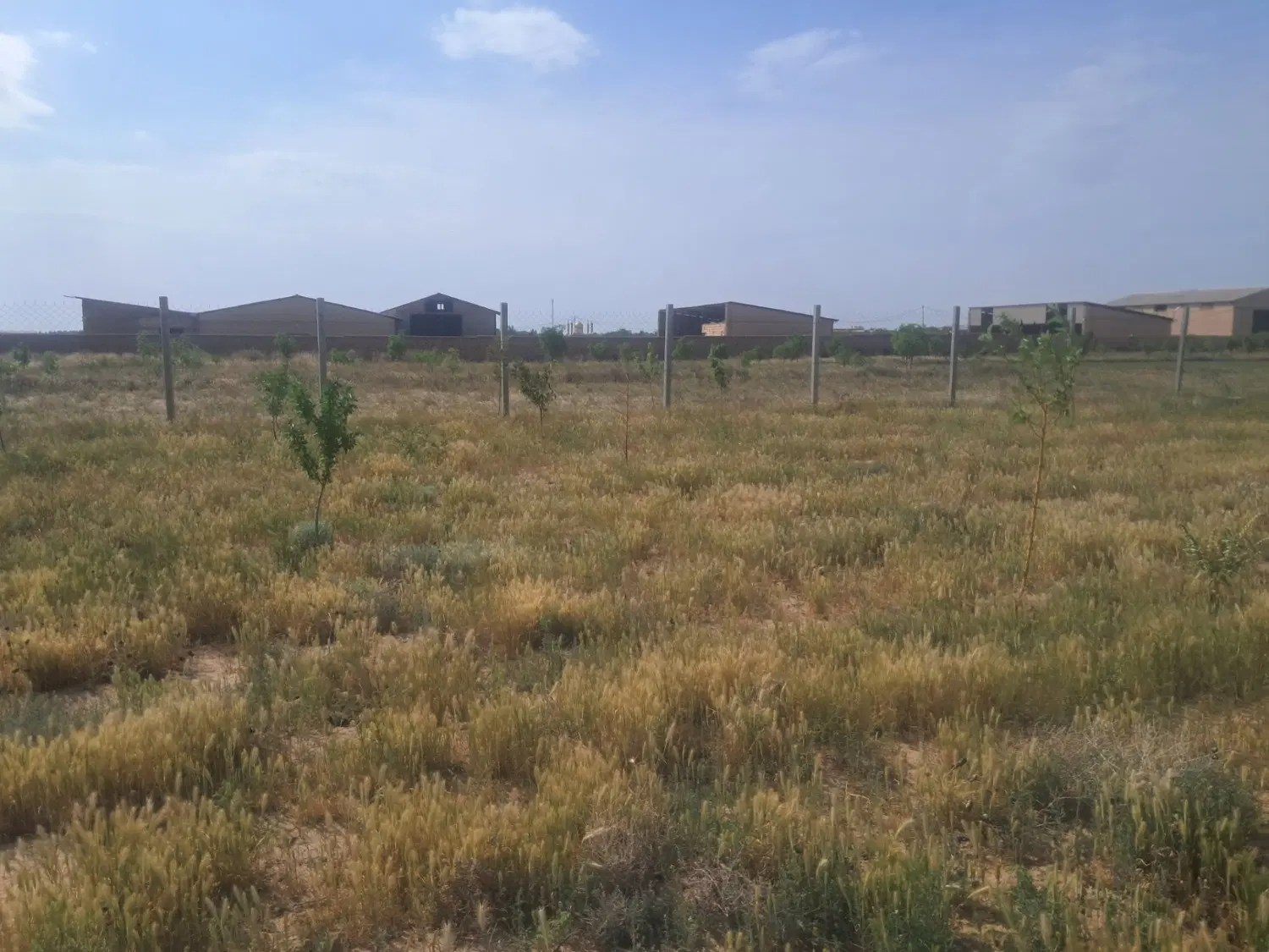 زمین ۸۰۰ متر با فنس و درخت و تانکر در صالحیه