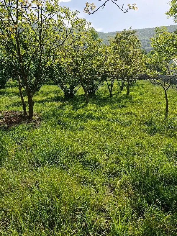 زمین ۲۰۰ متری کینج،کجور