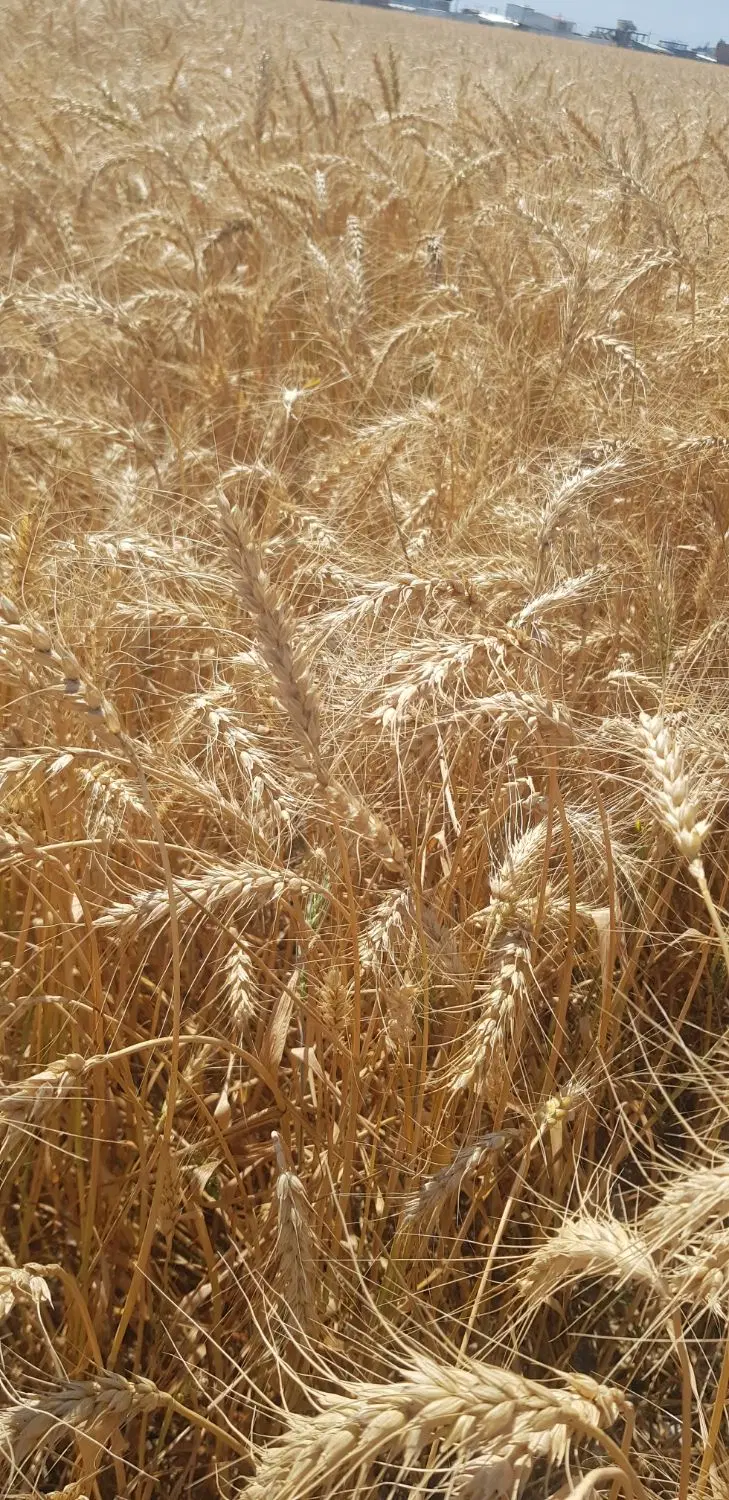 زمین زراعی دیم