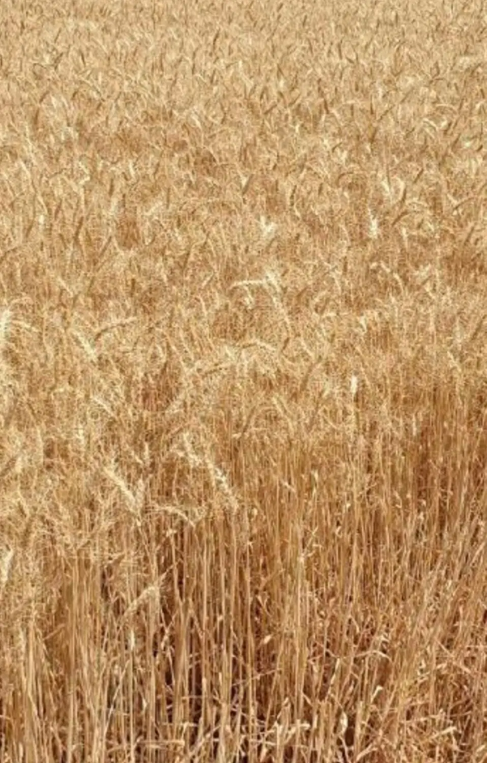 فروش زمین کشاورزی