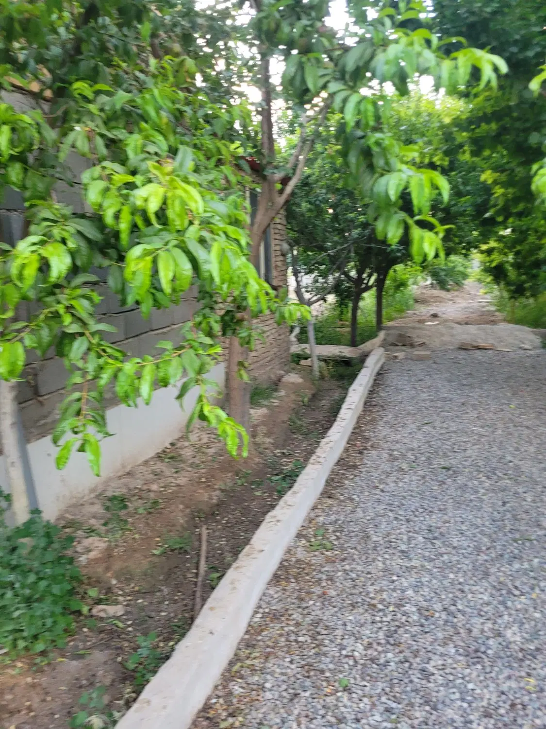 باغ ۷۰۰ متر پر ادرختان میوه از همه نوع ۴۰ متر اتاق