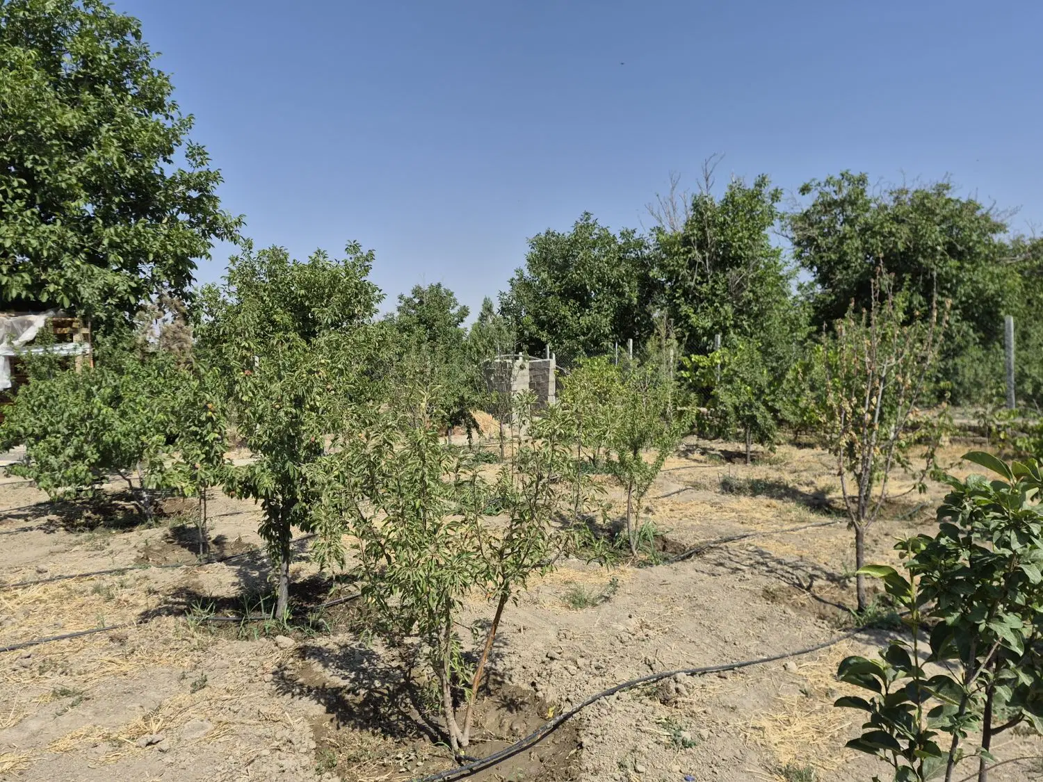 باغچه فروشی تنکمان