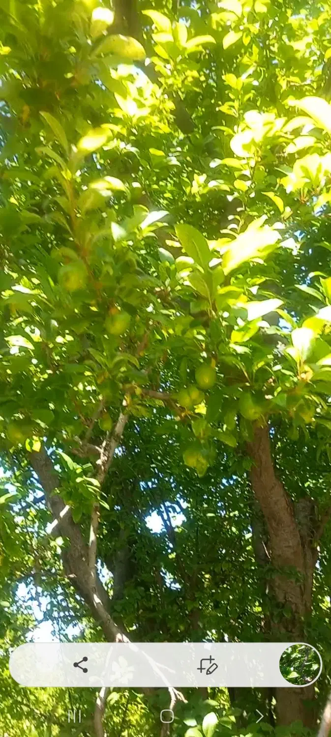باغچه ۴۰۰متری_چاردیواری شده_شهریار،ملارد،اسفندآباد