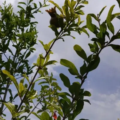 فروش باغچه