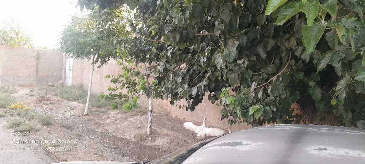 زمین ۲۰۰ متری اطراف پیشوا