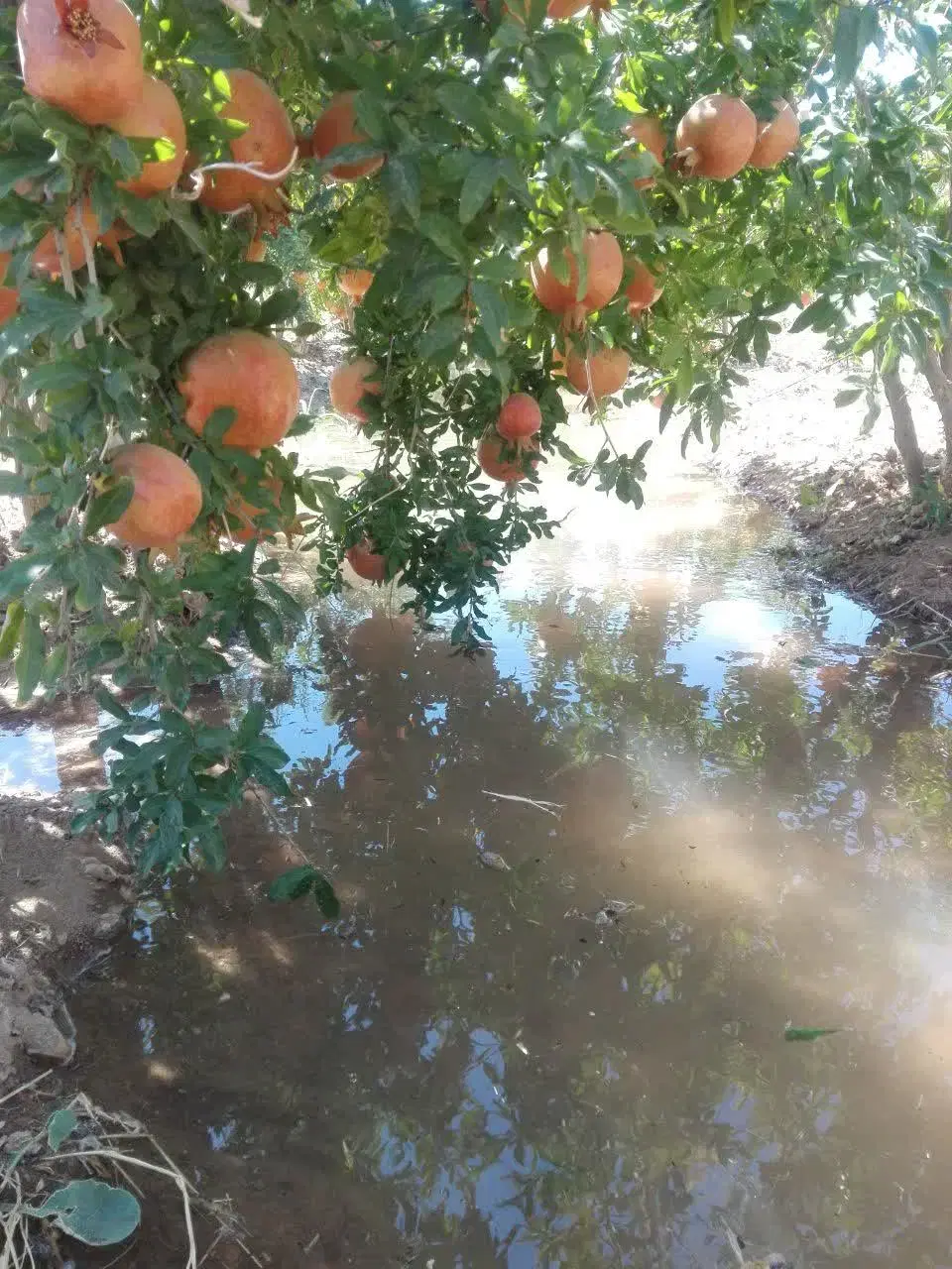 باغ انار و سردرختی  سند دار