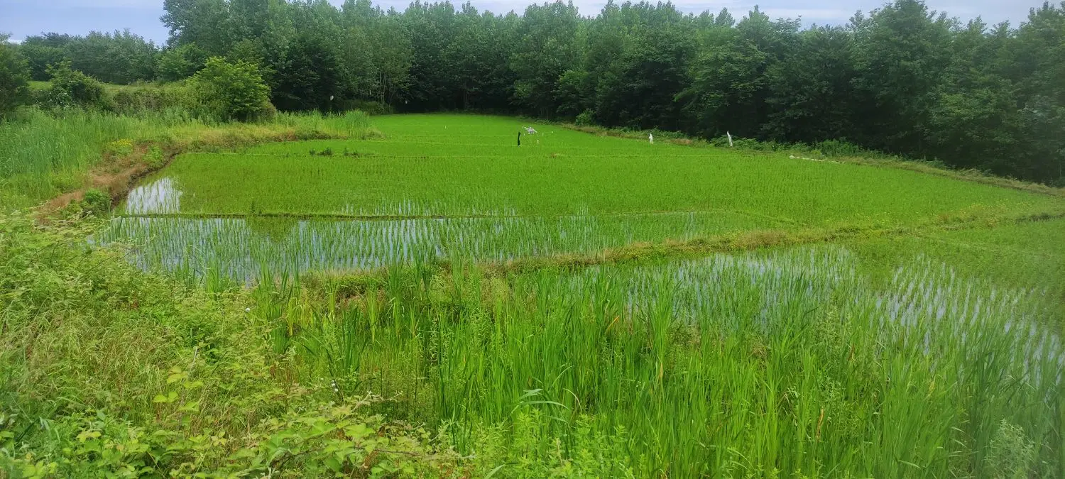 زراعی سنتی۶هزار متر