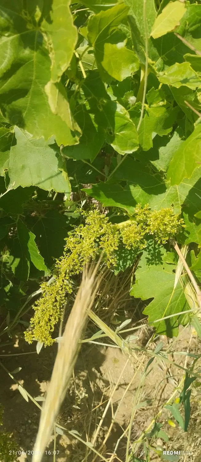 باغ انگور بار بده با انواع انگور