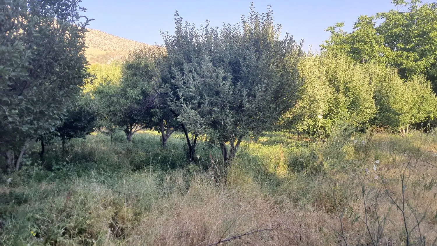 فروش باغ وملک