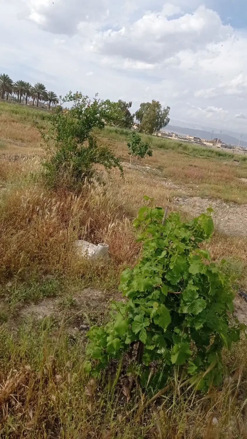 فروش باغ انجیر و پسته
