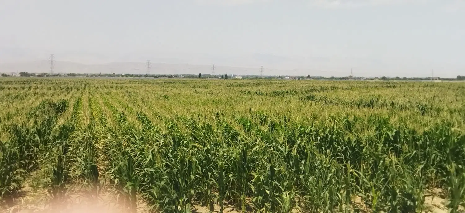 ذرت علوفه ای