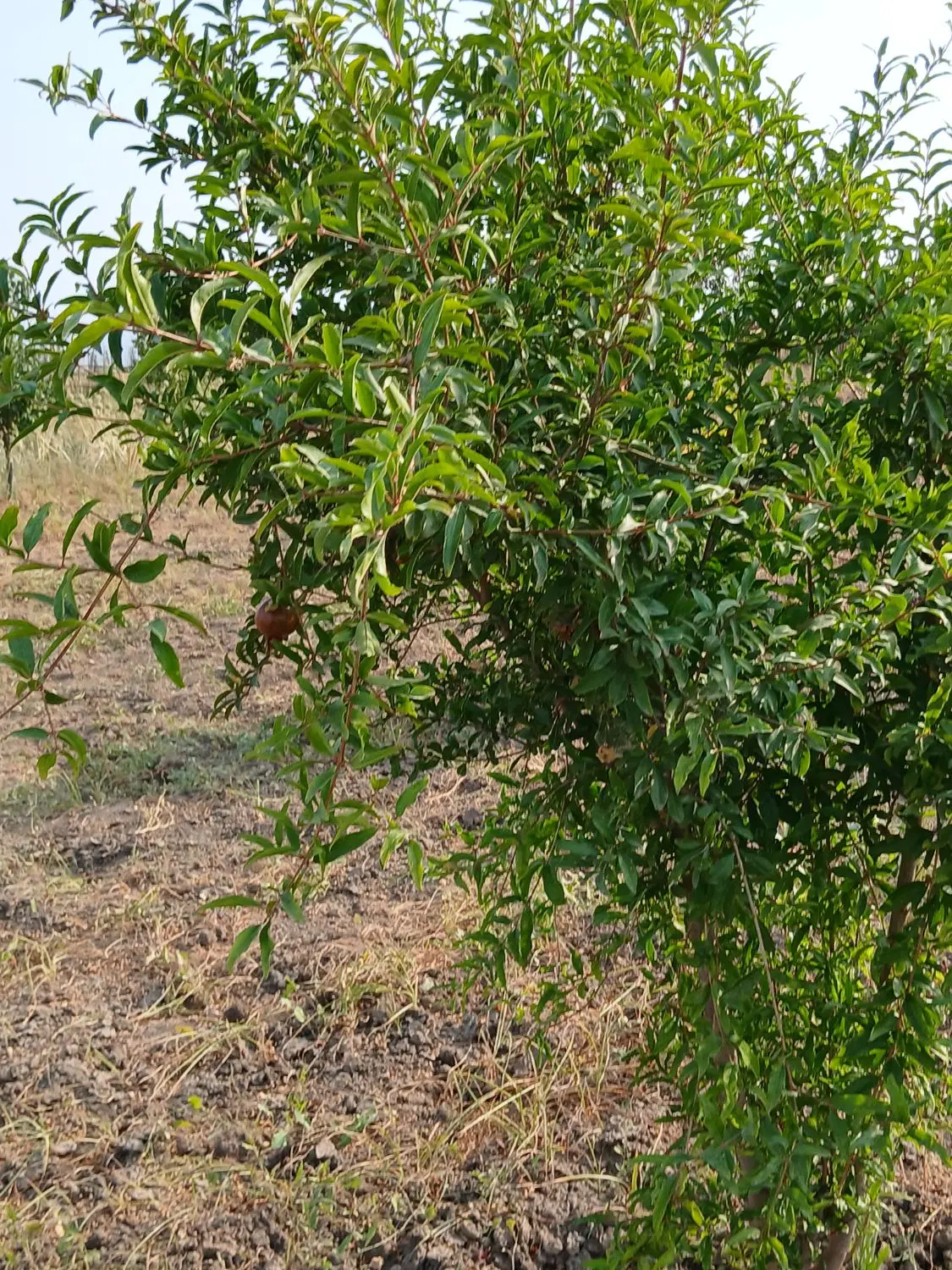 زمین قطعه بندی شده