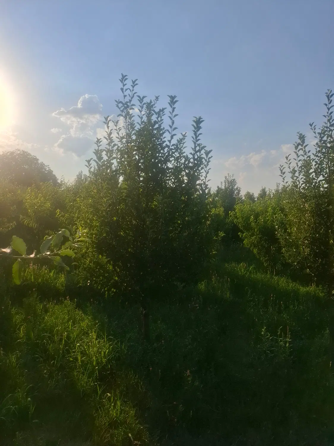 فروش باغ جاده سلماس روستای باربین