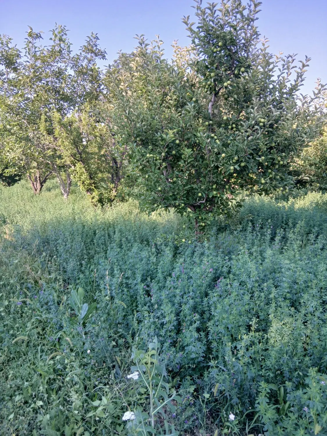 باغچه
