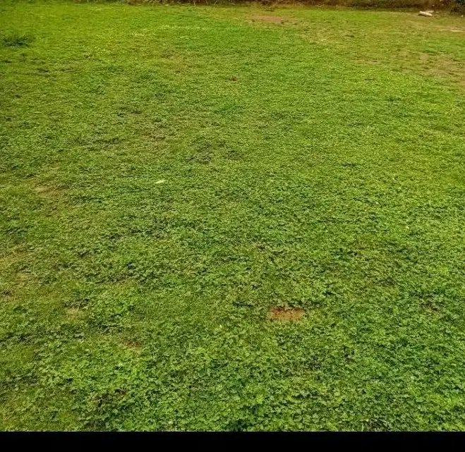 ۷۷۵ متر زمین قابل تفکیک