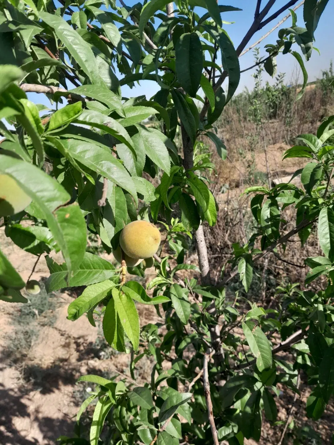 باغ سند دار