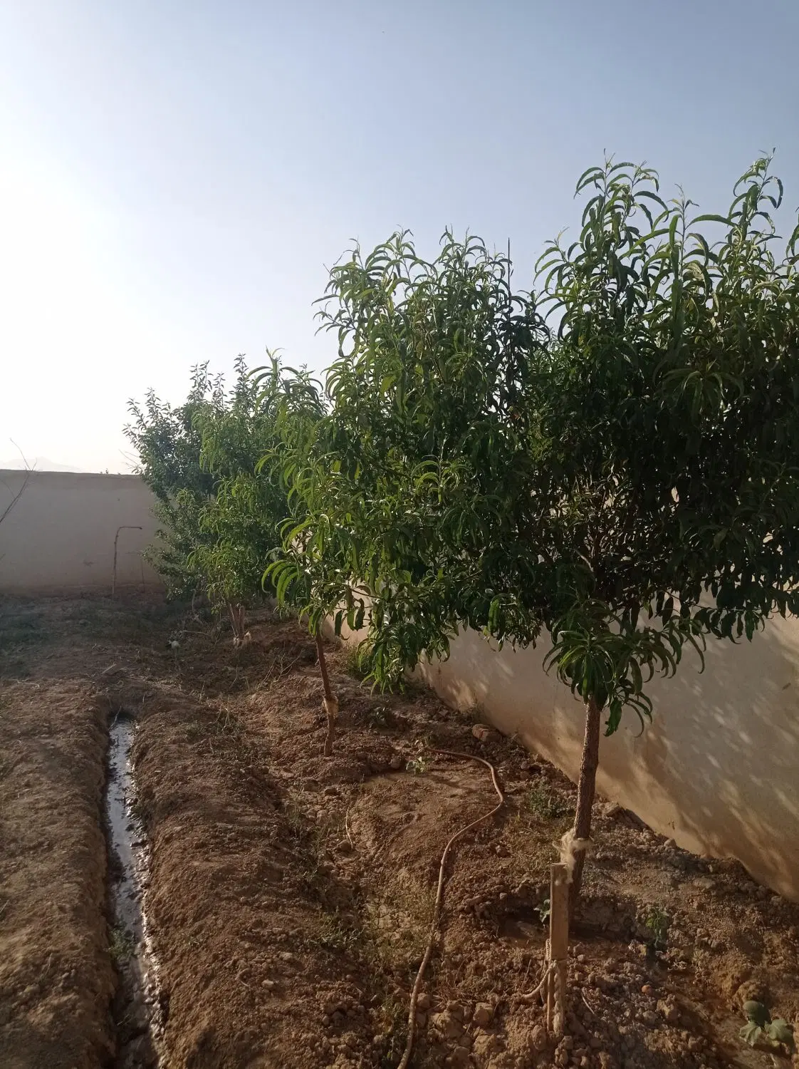 باغ ۶۰۰متری گاوخانه