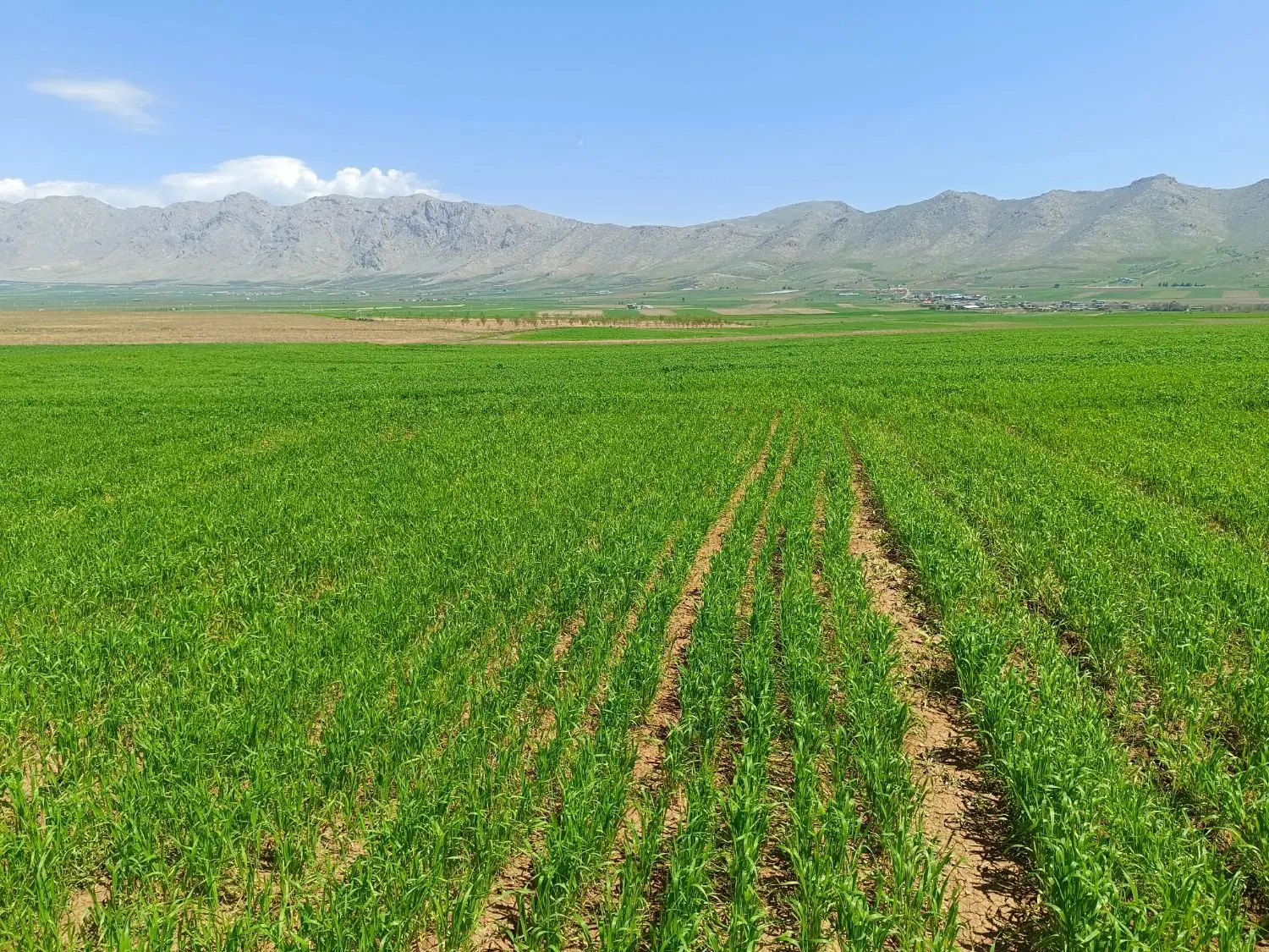زمین کشاورزی