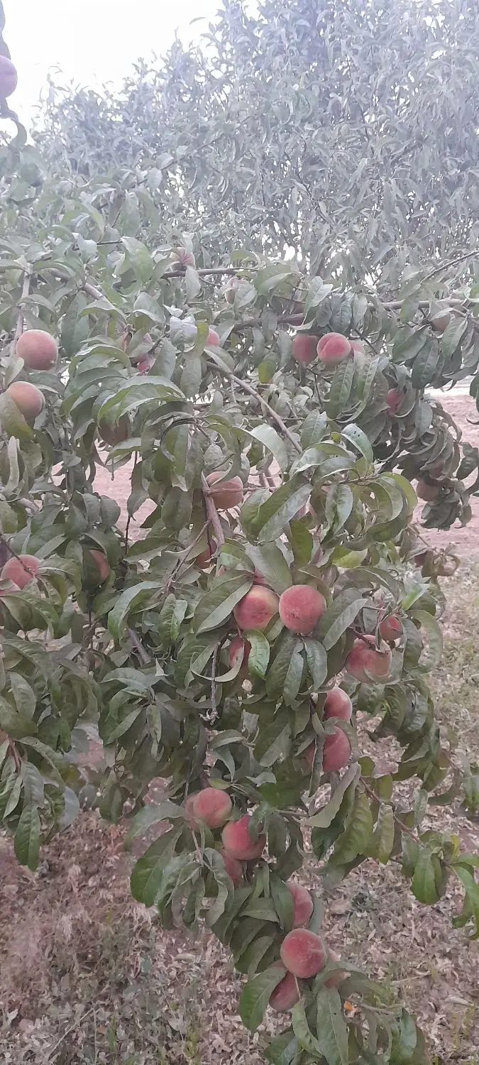 باغ فروشی