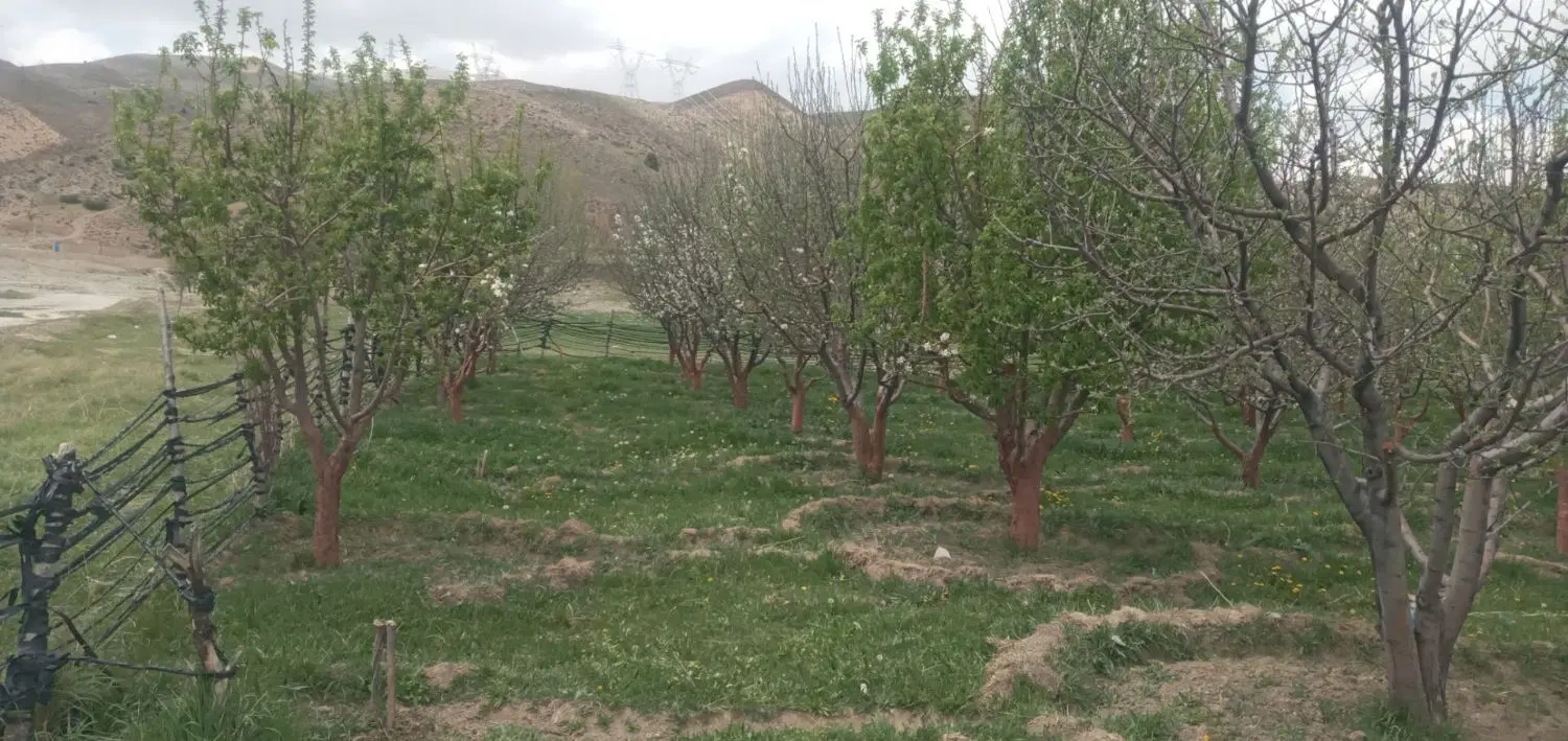 باغ کشاورزی ۱۲۵۰ متر، در روستای نمرود فیروزکوه.
