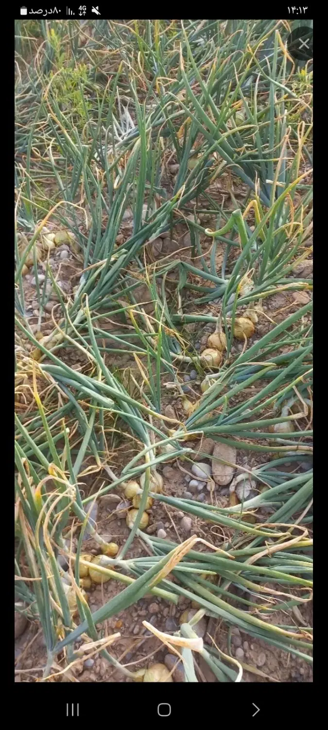 زمین اجاره ای