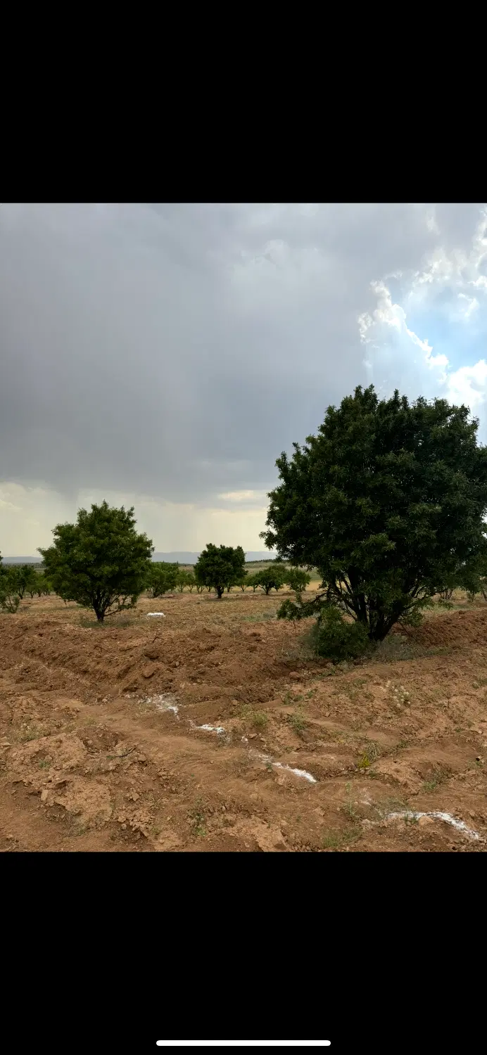 فروش زمین باغشری کودیان