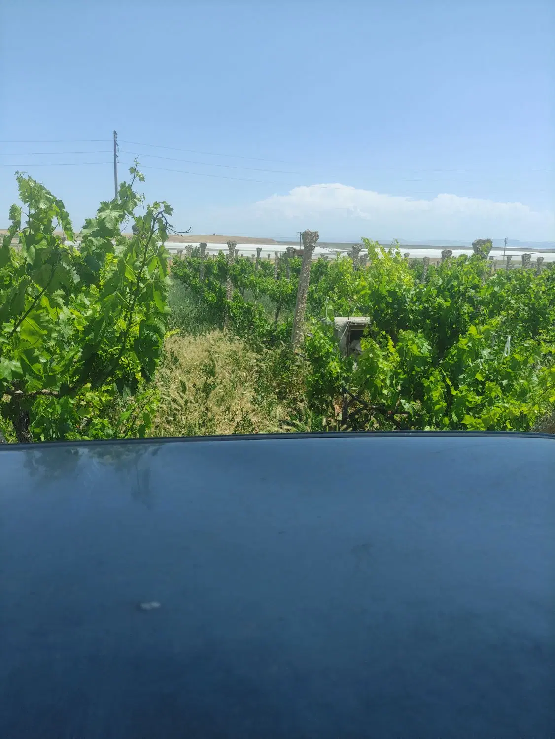 باغ انگور ایستاده