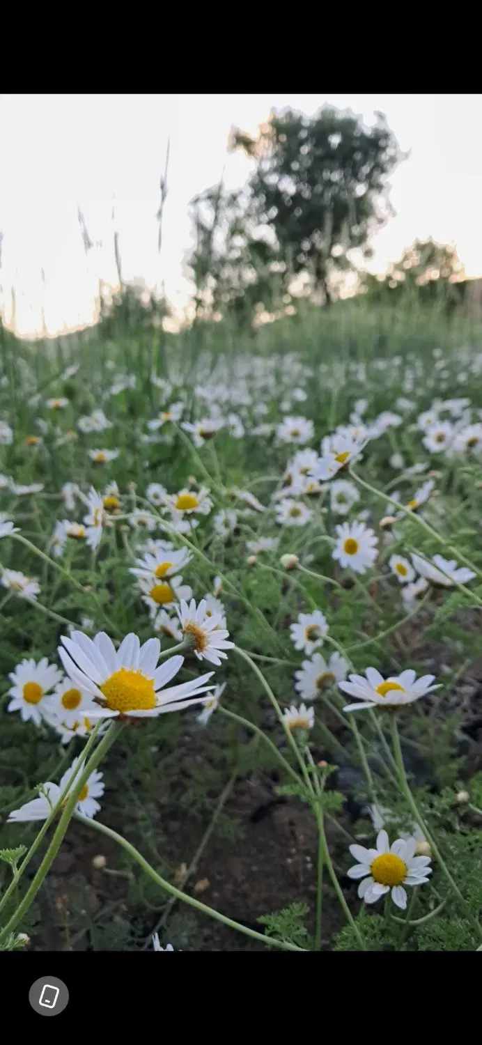 500 متر زمین کشاورزی روستای قلیان