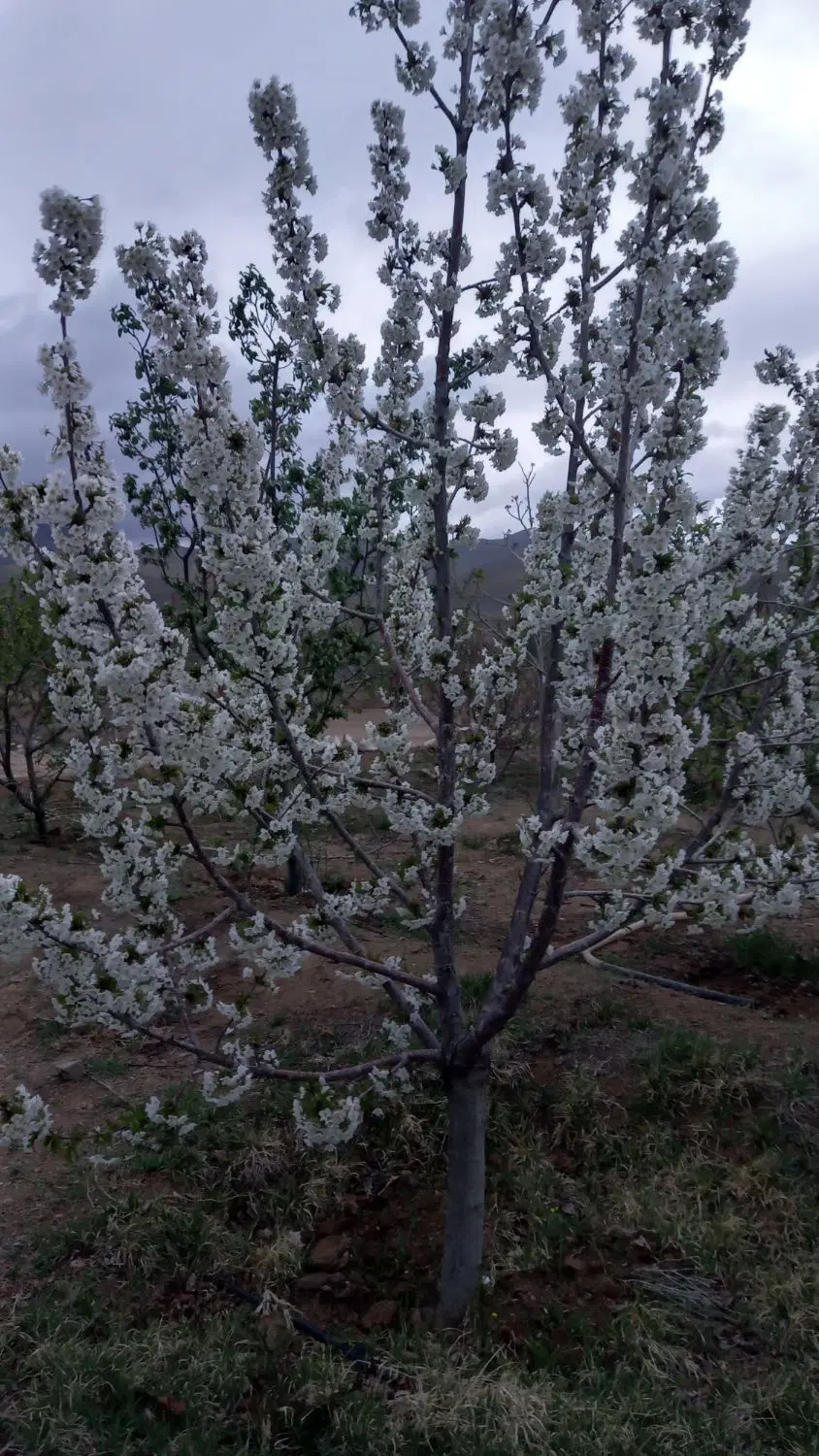 باغ میوه