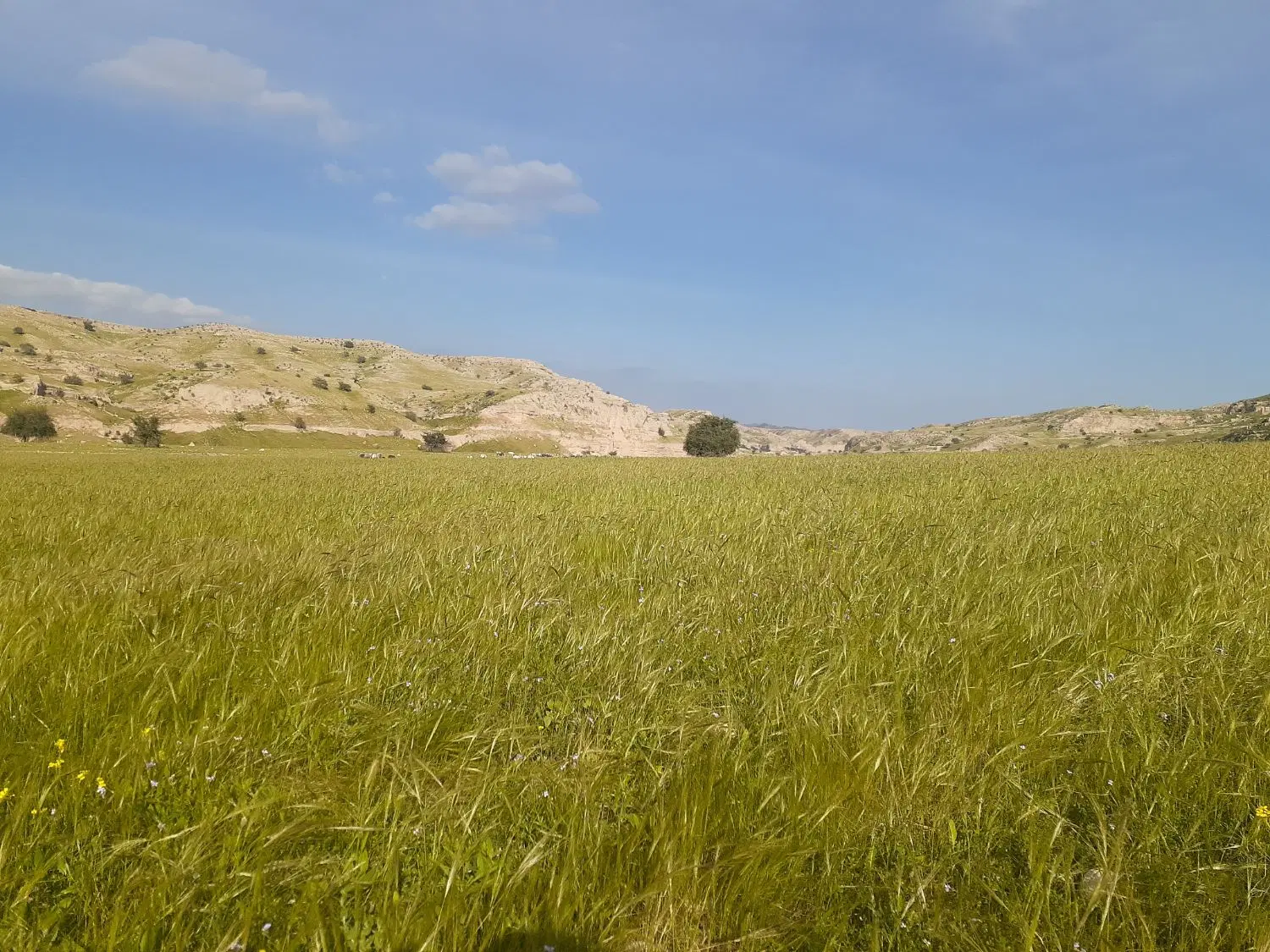 اجاره زمین کشاورزی