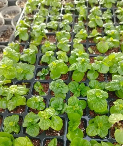 اجاره زمین کشاورزی