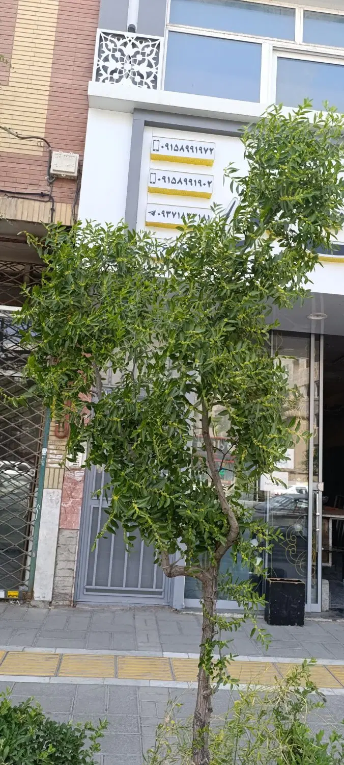 یک واحد تجاری دو واحدسویت آپارتمان