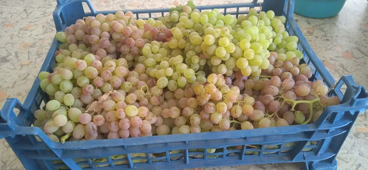 باغ با سند تک برگ وخانه وگاوداری