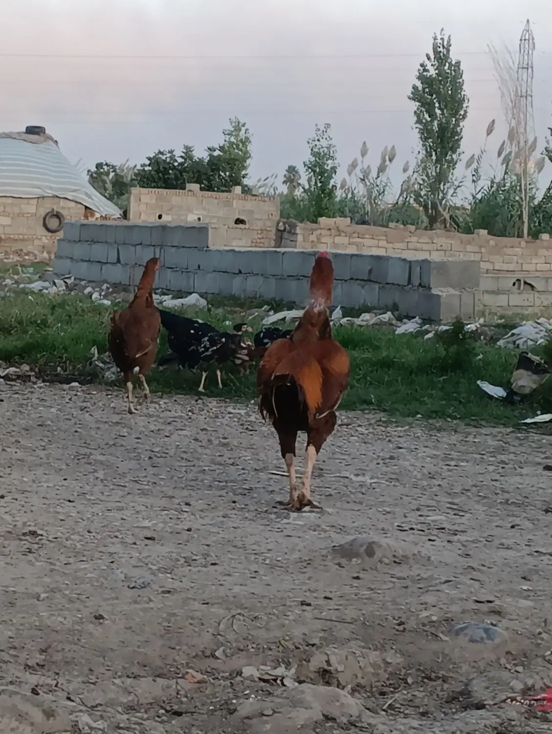 ۲۱۰مترزمین واقع درشرکت صحرا کارهای بنیادمسکن شده