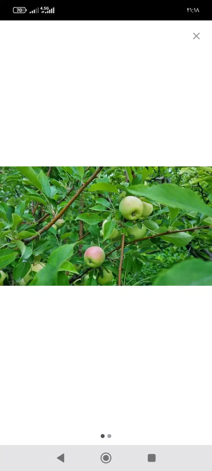 سیب زمستانی و میوه تابستانی