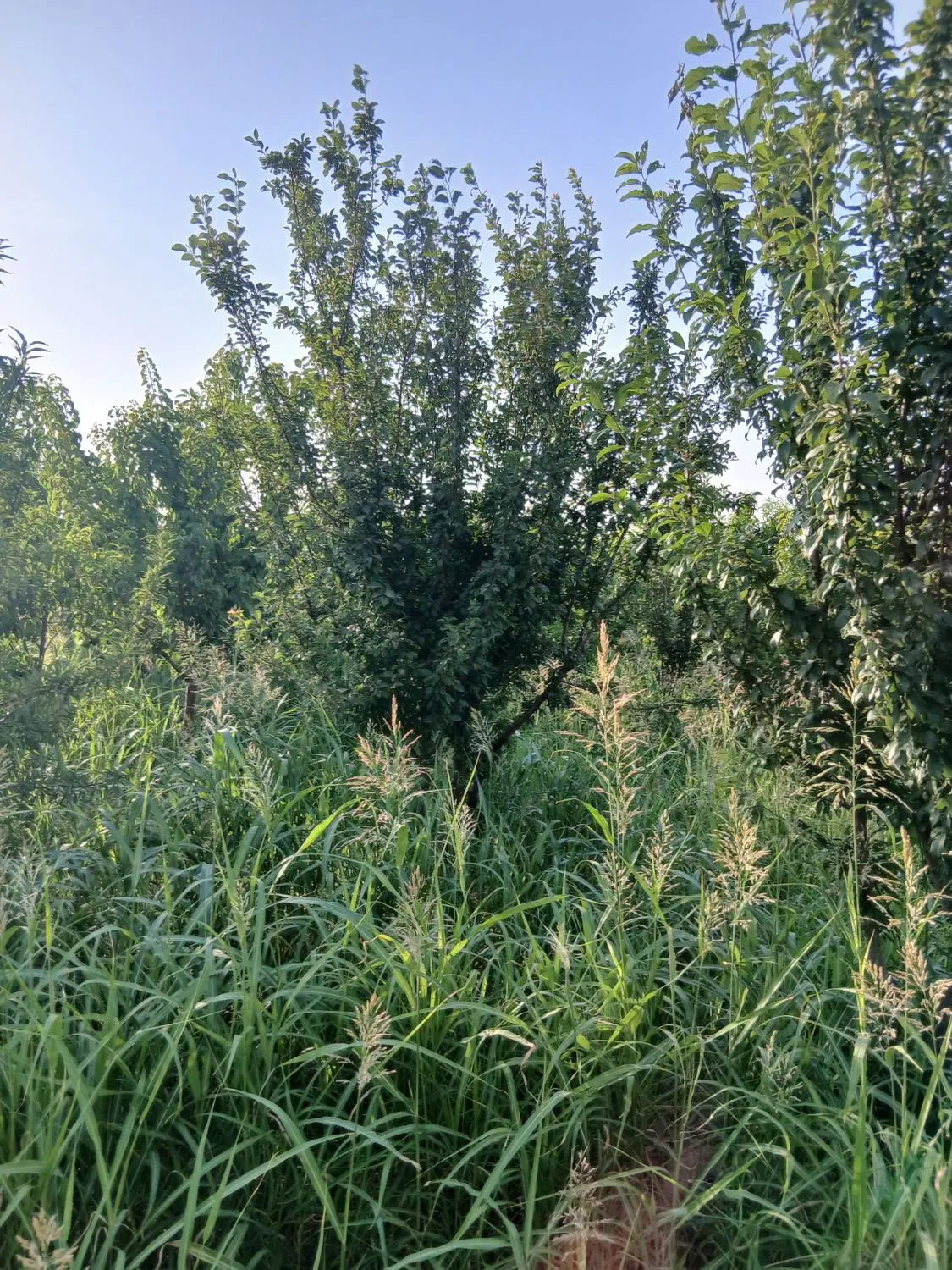 متراژ ۶۰۰ متر