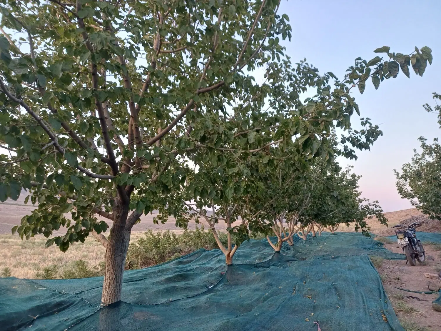 باغ فروشی با آب
