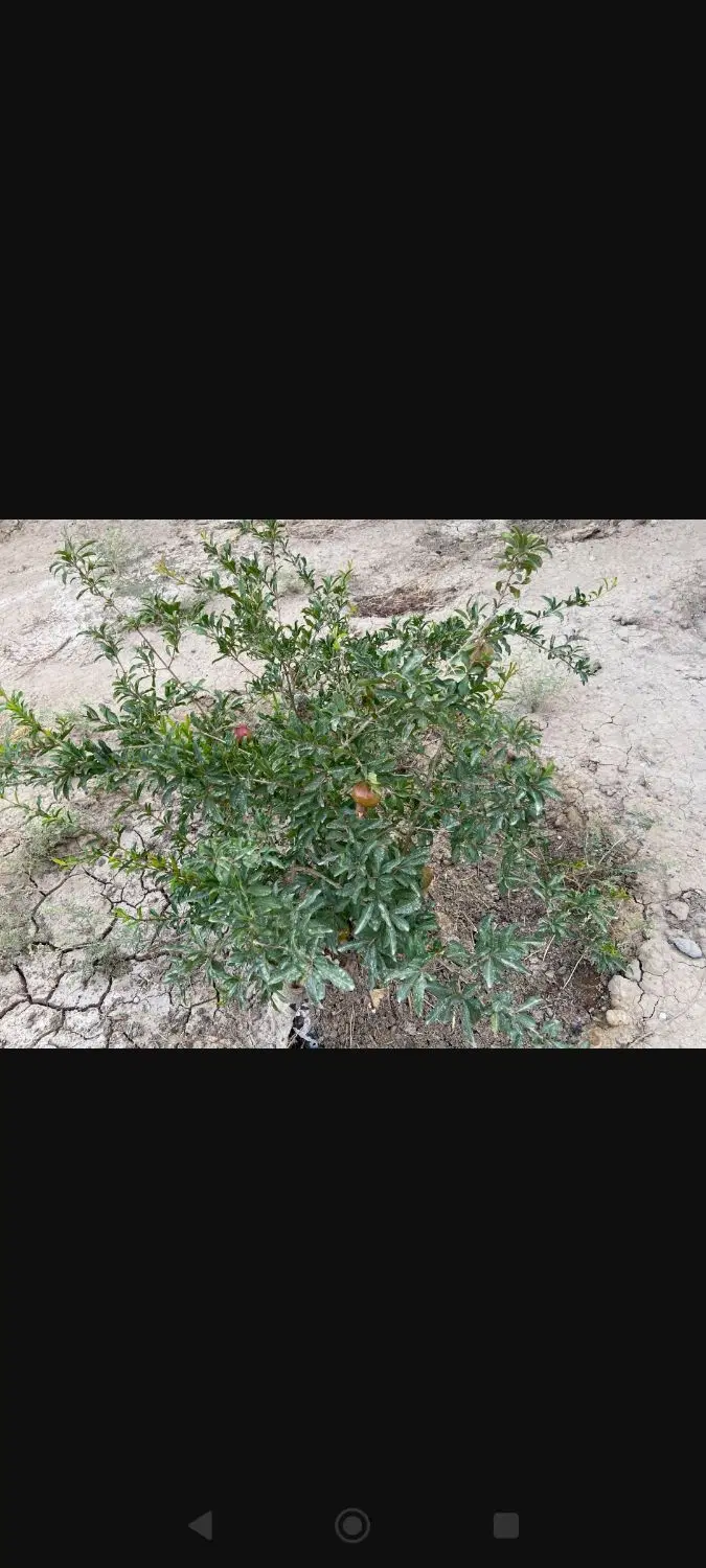 باغچه 500متری چهار دیواری