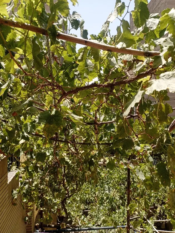 منزل ویلایی فروشی قرنی 9