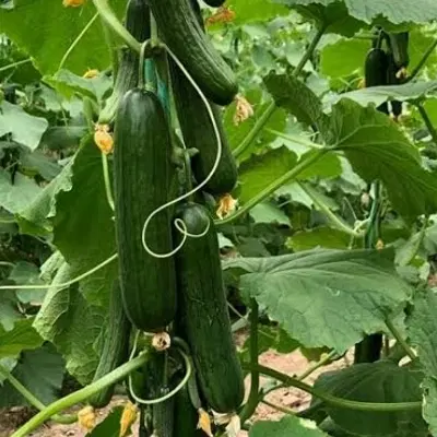 گلخانه