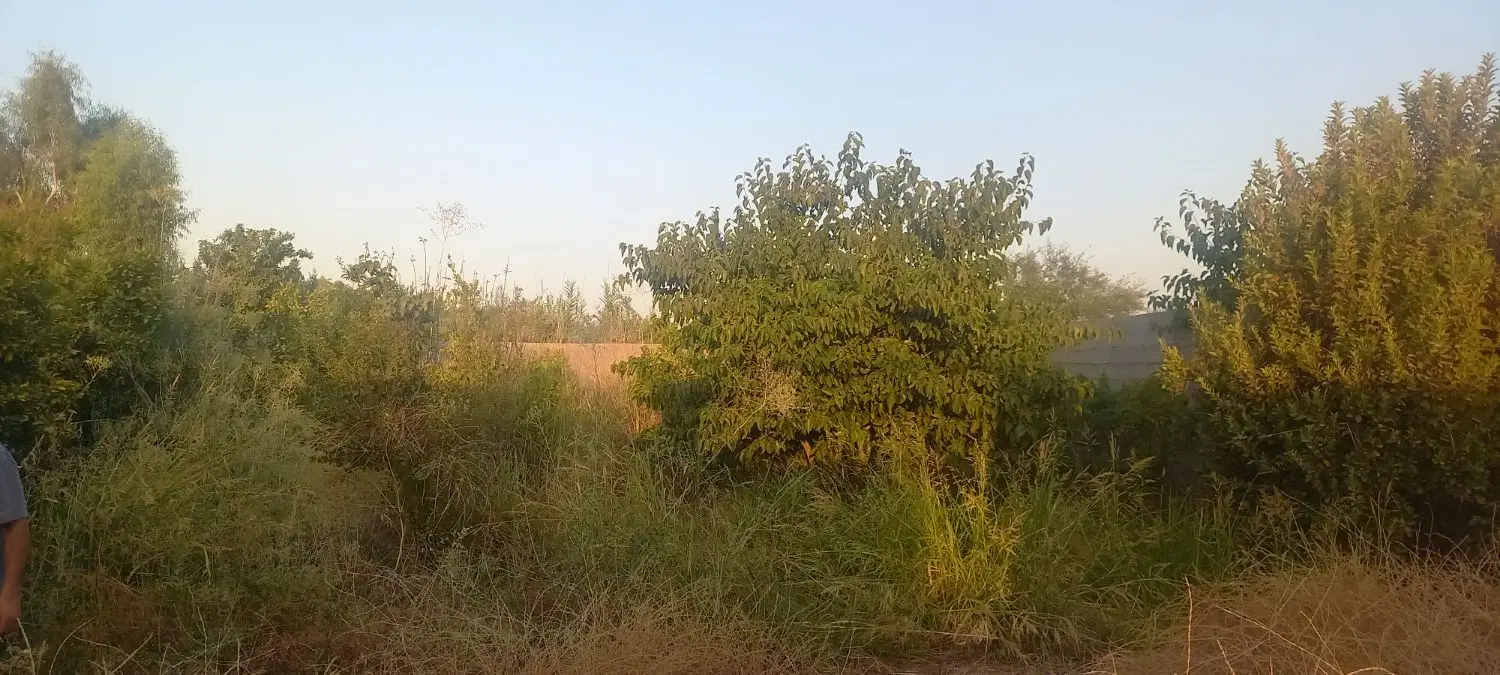 باغچه