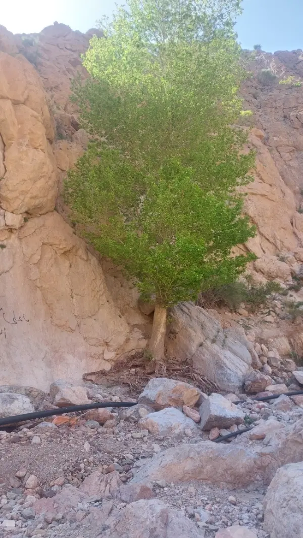 زمین فروشی بهارستان داوران