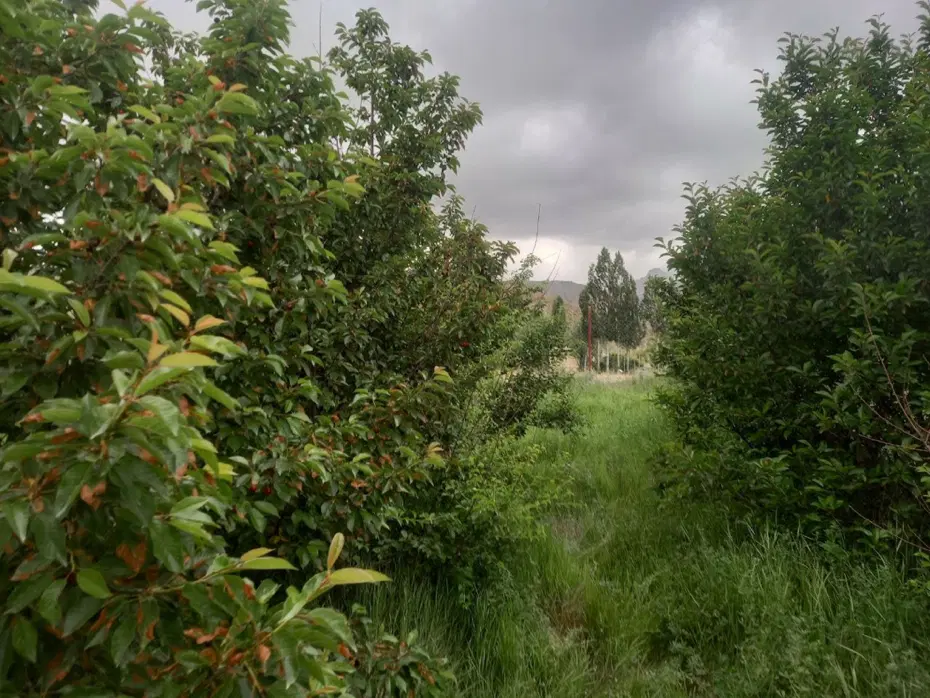 باغ گلابی