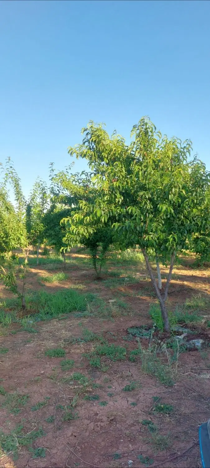 فروش باغ میوه