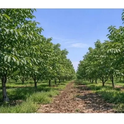 زمین چنارکل باغ گردو ثمر دار