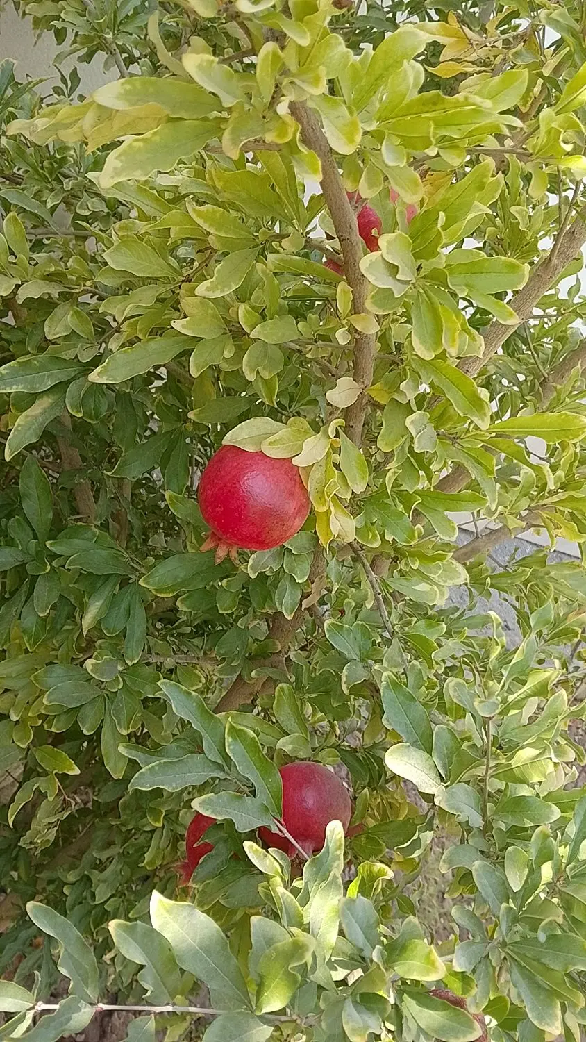 ویلا کوهپایه خوش قیمت