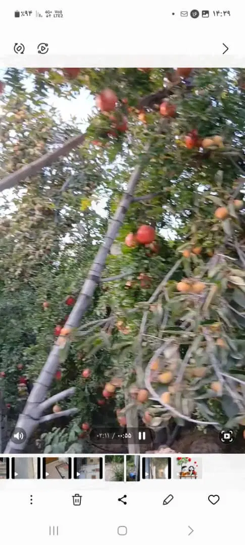 فروش باغ