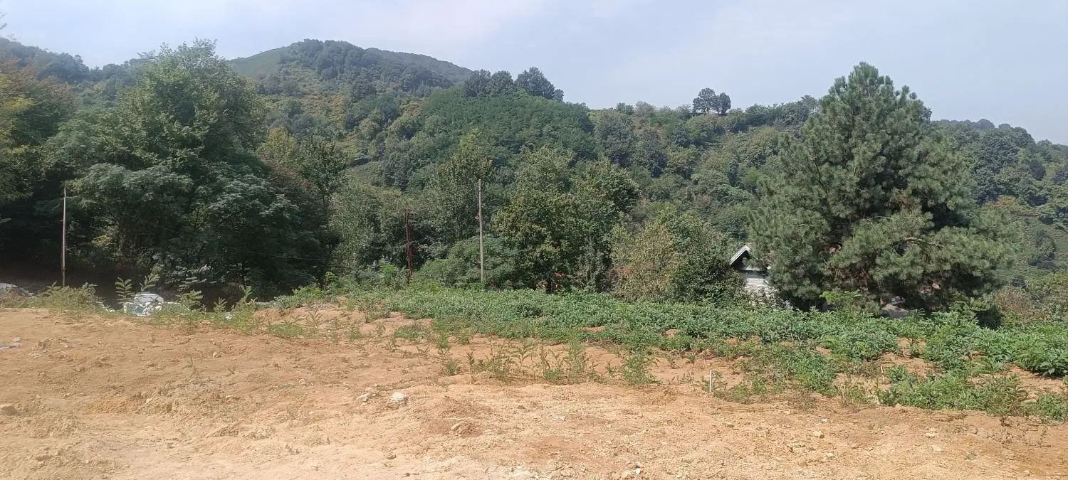 فروش زمین جنگلی