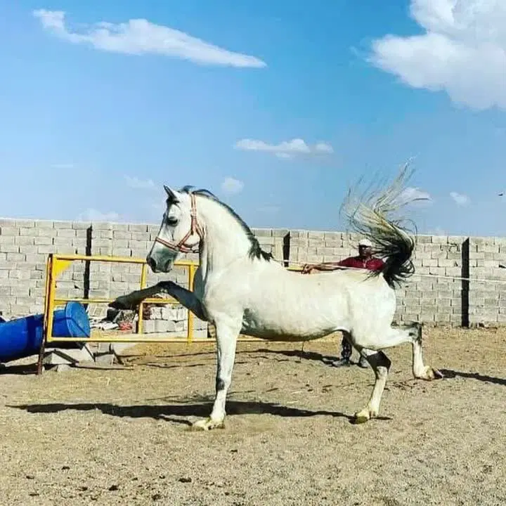 خانه رایگان باشگاه اسب