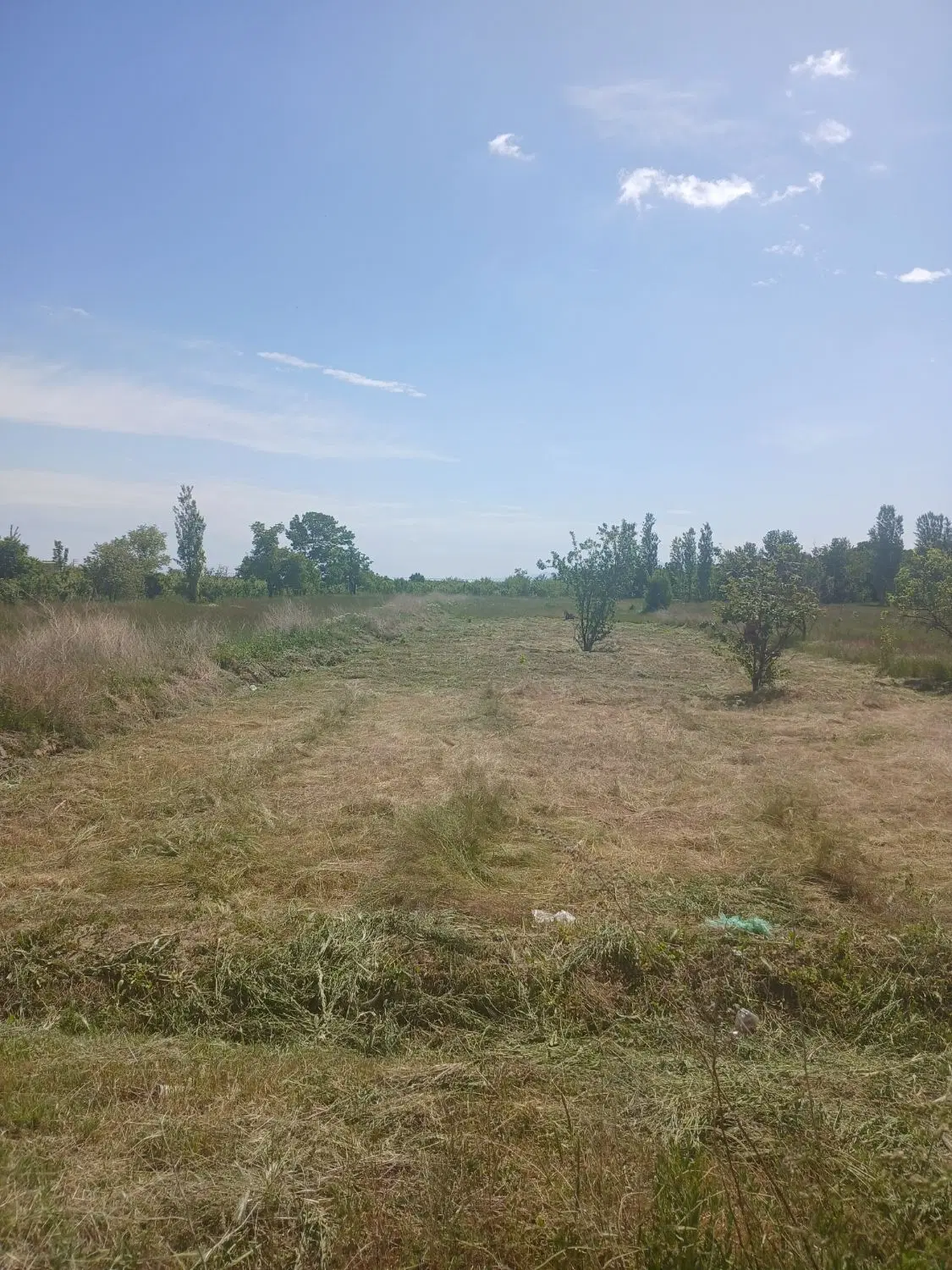 باغ انگور سه ساله در روستای گل تپه جاده سلماس